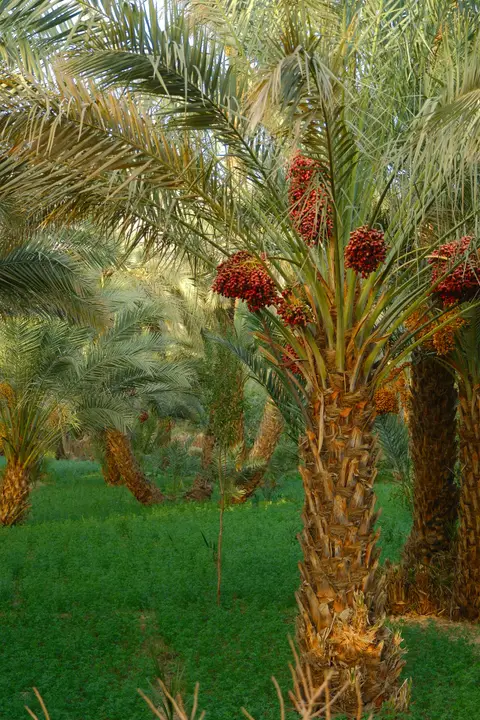 رزرو ویلا دوخوابه حیاط‌دار کوت نارنج